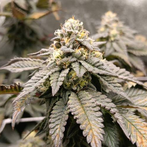 Middle of flower. Week 2 - Cheetah tha Hut 1