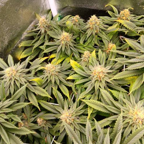 Middle of flower. Week 2 - Puna Buddaz 2