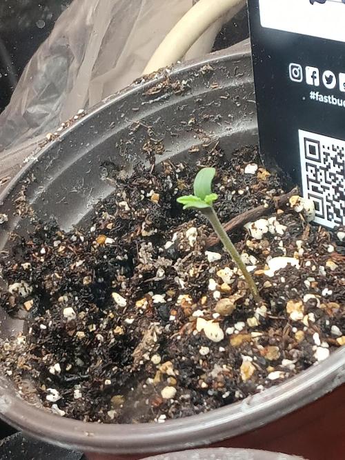 Lanks fastbuds run. Week 0 - Purple haze auto 1st full day