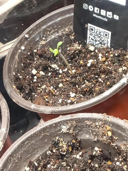 Lanks fastbuds run. Week 0 - Purple haze auto 1st  full day 