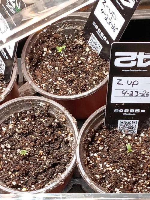 Lanks fastbuds run. Week 0 - All 3 z up baby 1st full day 