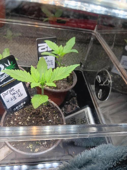 Lanks fastbuds run. Week 1 - Purple haze doing jus amazing, notice roots coming out bottom time to transplant