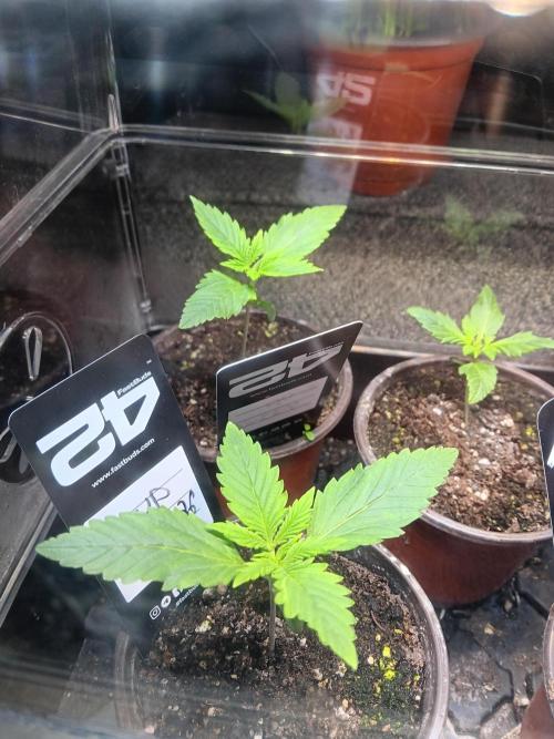 Lanks fastbuds run. Week 1 - Z up is amazing coming along lovely roots showing time to transplant 