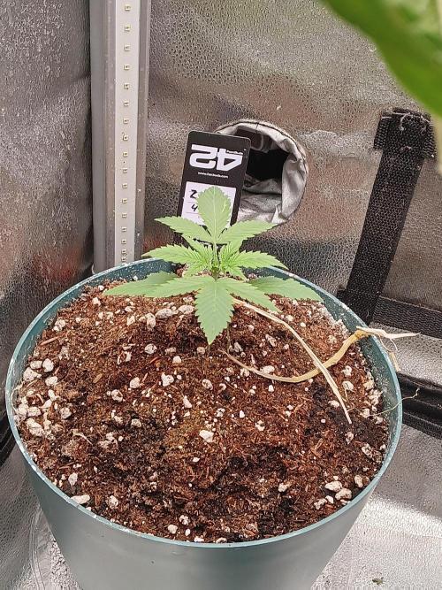 Lanks fastbuds run. Week 2