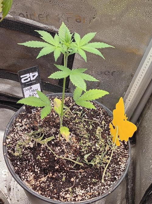 Lanks fastbuds run. Week 3