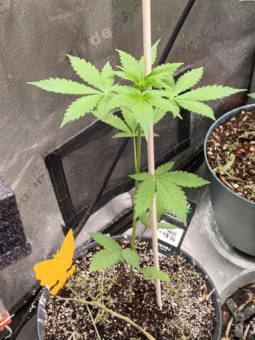 Lanks fastbuds run. Week 3 - Purple haze stretched insanely jus this one tho..