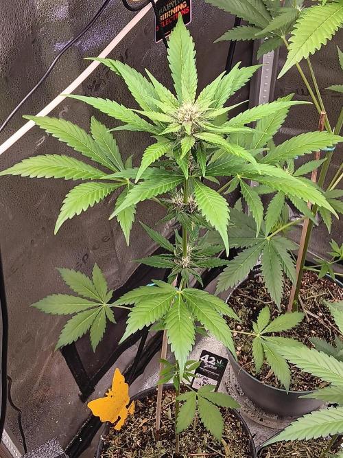 Lanks fastbuds run. Week 6