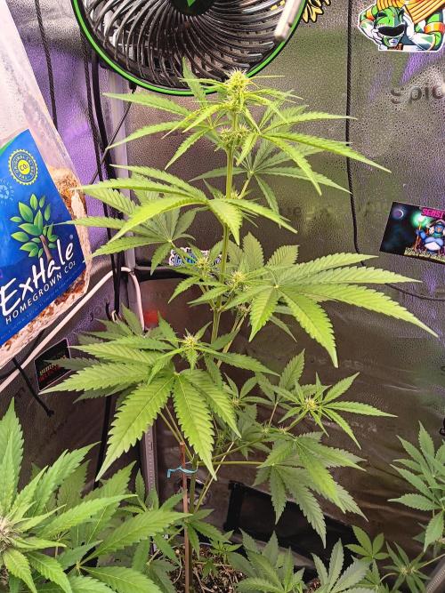 Lanks fastbuds run. Week 6