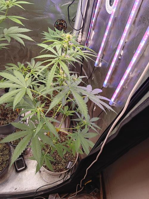 Lanks fastbuds run. Week 6