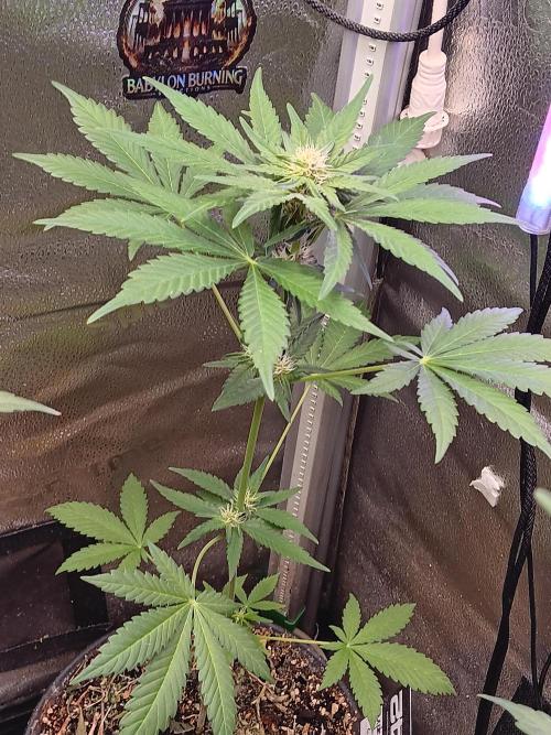 Lanks fastbuds run. Week 6