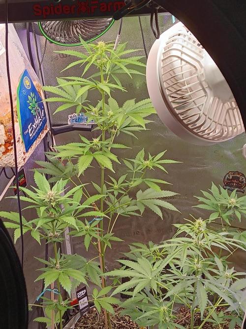 Lanks fastbuds run. Week 6