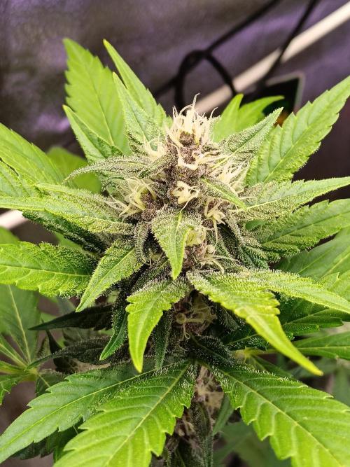 Lanks fastbuds run. Week 7 - Purple haze #1 bulking nicely an frosting up well 