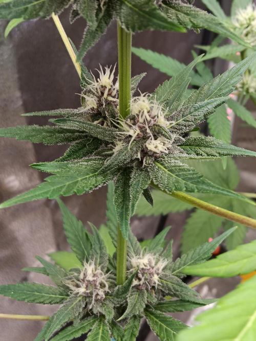 Lanks fastbuds run. Week 7 - Purple colors are so lovely an the smell is so ohh man I love it