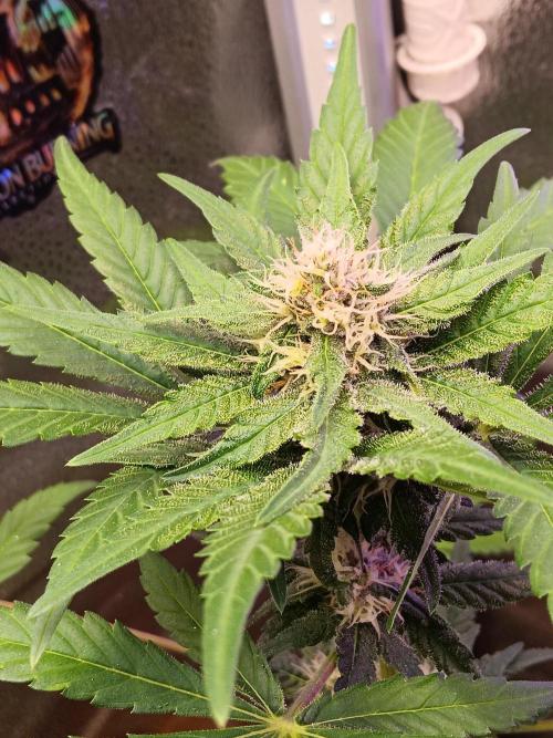 Lanks fastbuds run. Week 7