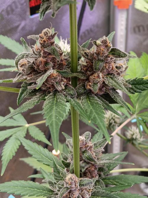 Lanks fastbuds run. Week 8 - Nice firm dense buds 