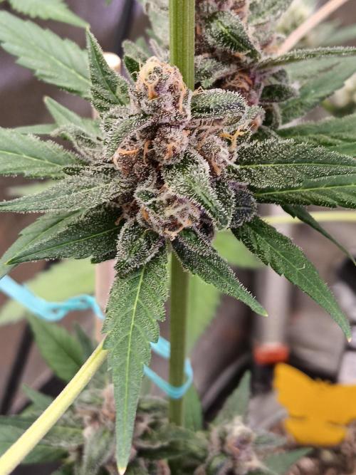 Lanks fastbuds run. Week 8 - Dipped in sugar