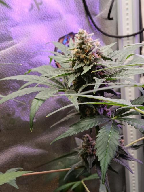 Lanks fastbuds run. Week 8 - Purple haze #2  Purplish greenish buds