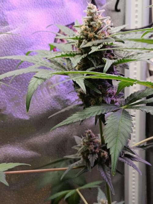 Lanks fastbuds run. Week 8 - Hidden under thick green. Healthy leaves 