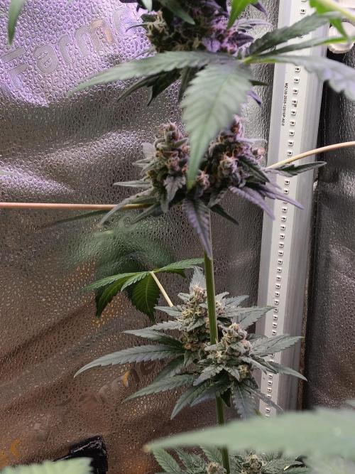 Lanks fastbuds run. Week 8 - Nice firm buds 