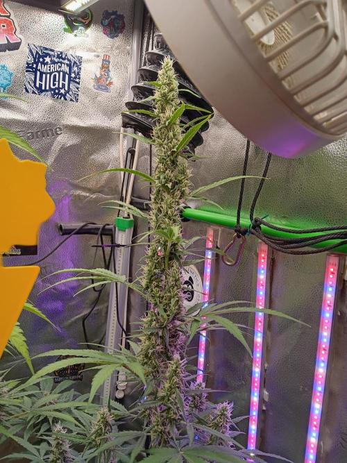 Lanks fastbuds run. Week 8 - Z up,missile ready
