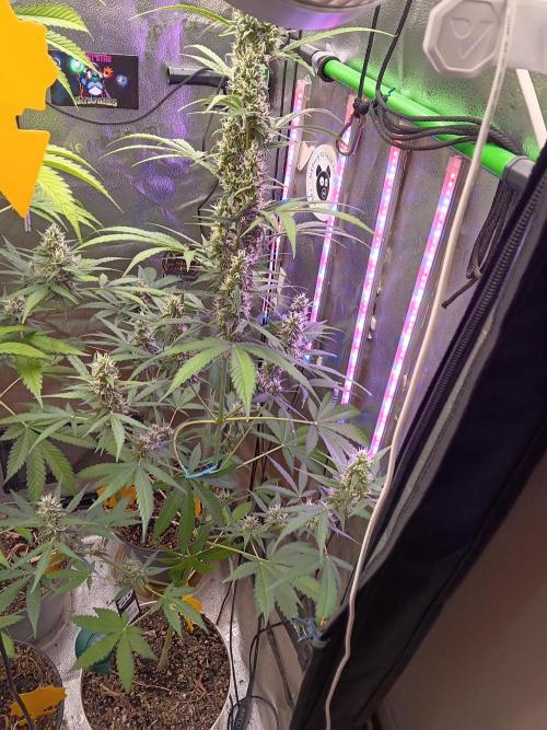 Lanks fastbuds run. Week 8 - Small kinda dense kinda airy buds lovely smell cant quite pin point it