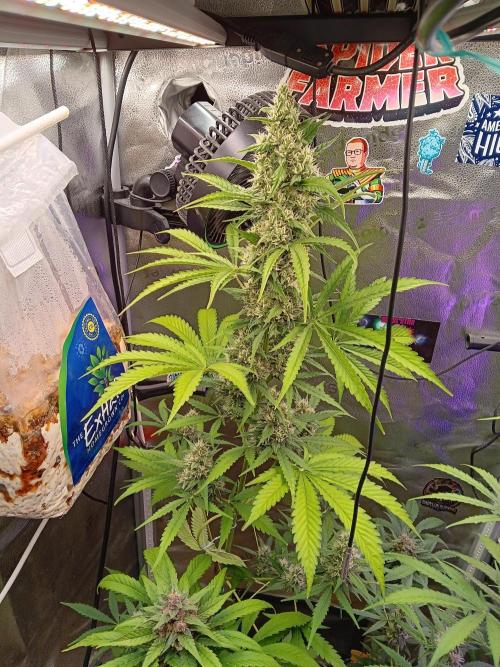 Lanks fastbuds run. Week 8 - Z up heavy baby, 
Nice big nuggs beautiful big green leaves  