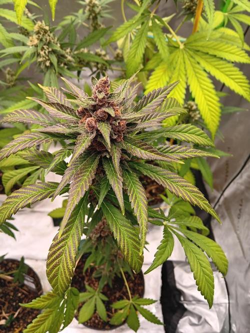 Lanks fastbuds run. Week 9 - Purple haze #1 doung amazing 