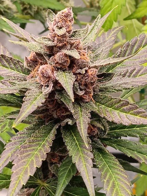 Lanks fastbuds run. Week 9