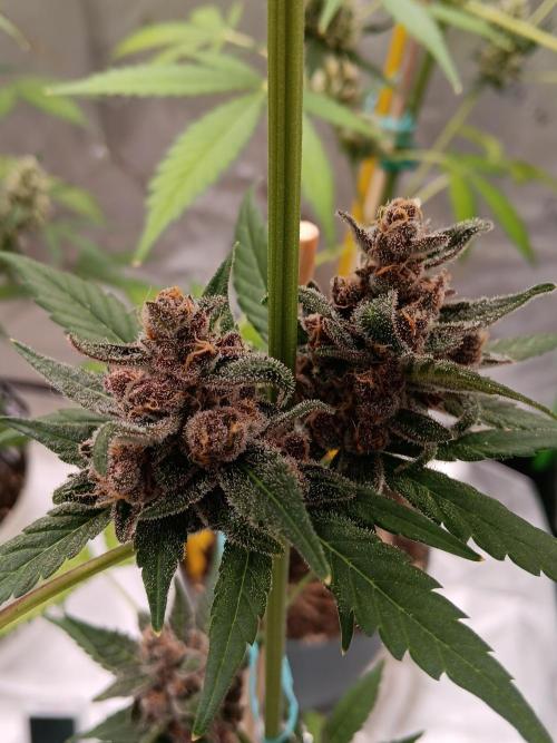 Lanks fastbuds run. Week 9