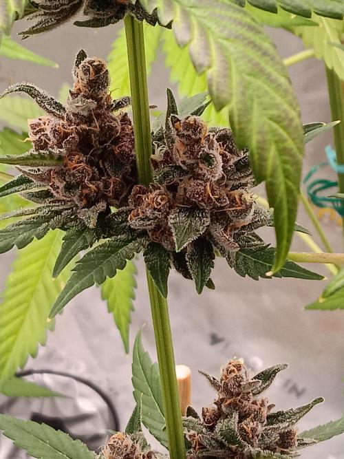 Lanks fastbuds run. Week 9