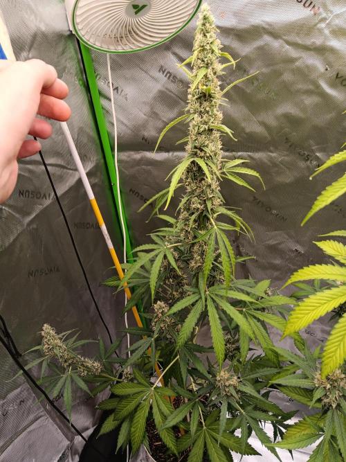 Lanks fastbuds run. Week 9