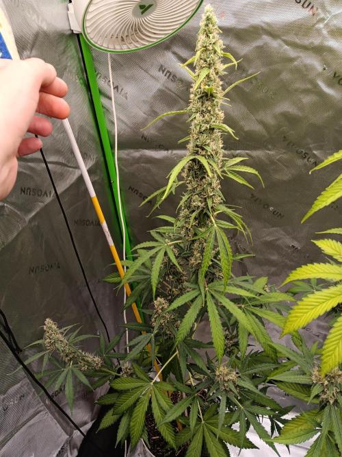 Lanks fastbuds run. Week 9