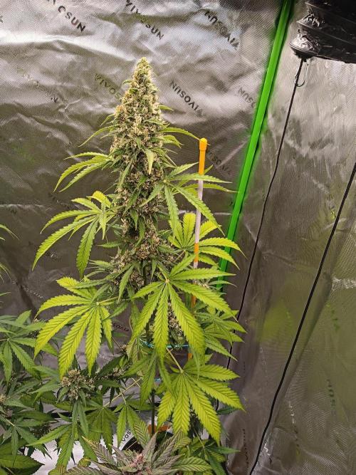 Lanks fastbuds run. Week 9
