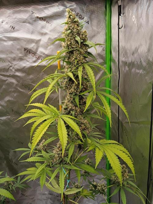 Lanks fastbuds run. Week 9 - Zup