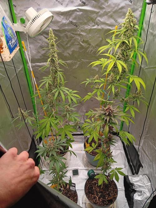 Lanks fastbuds run. Week 9 - Z up auto 