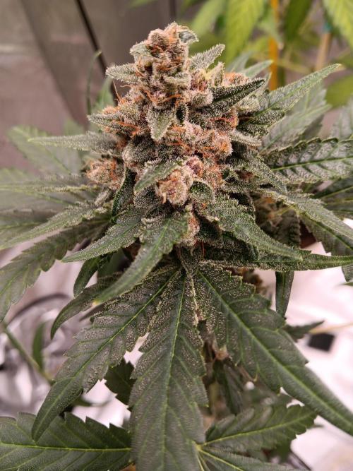 Lanks fastbuds run. Week 9 - Purple haze #2 