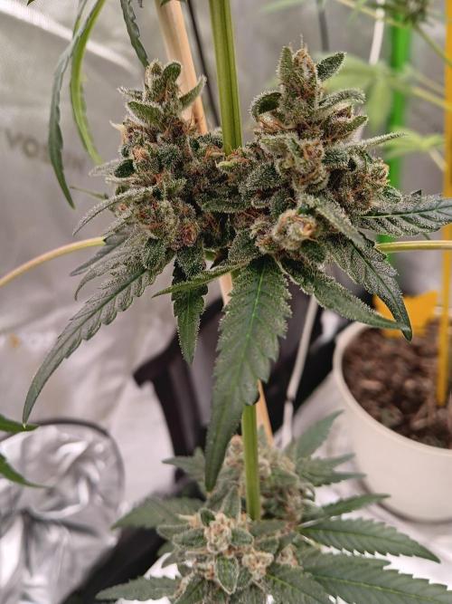 Lanks fastbuds run. Week 9