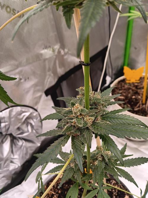 Lanks fastbuds run. Week 9 - Purple haze #2 