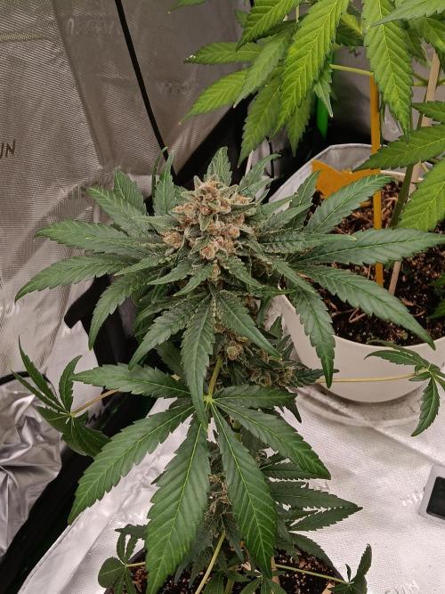 Lanks fastbuds run. Week 9 - Purple haze #2