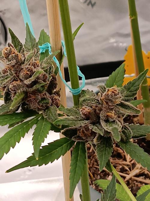 Lanks fastbuds run. Week 9 - Purple haze #1 