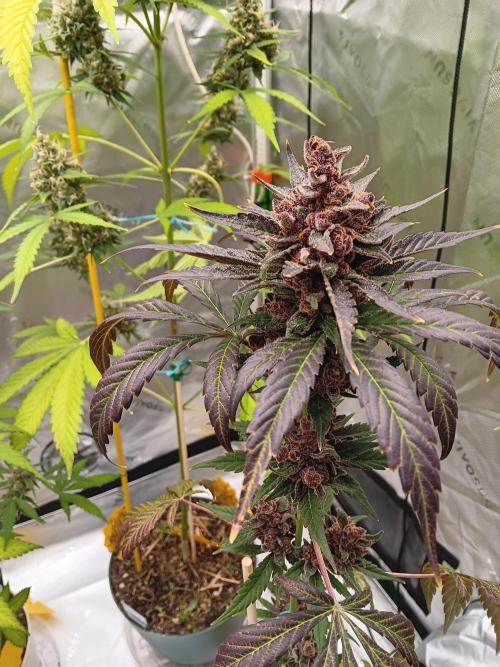Lanks fastbuds run. Week 10 - Check out the fade to black 
