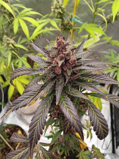 Lanks fastbuds run. Week 10