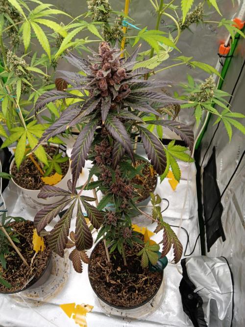 Lanks fastbuds run. Week 10