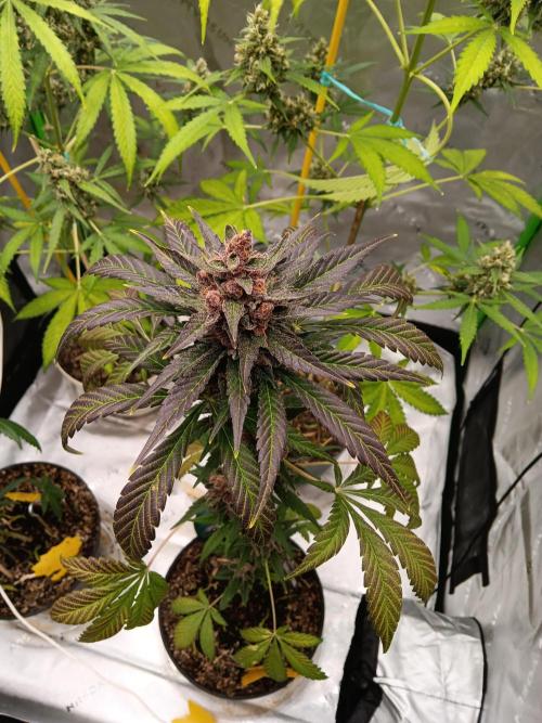 Lanks fastbuds run. Week 10