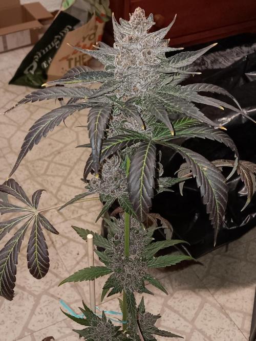 Lanks fastbuds run. Week 11