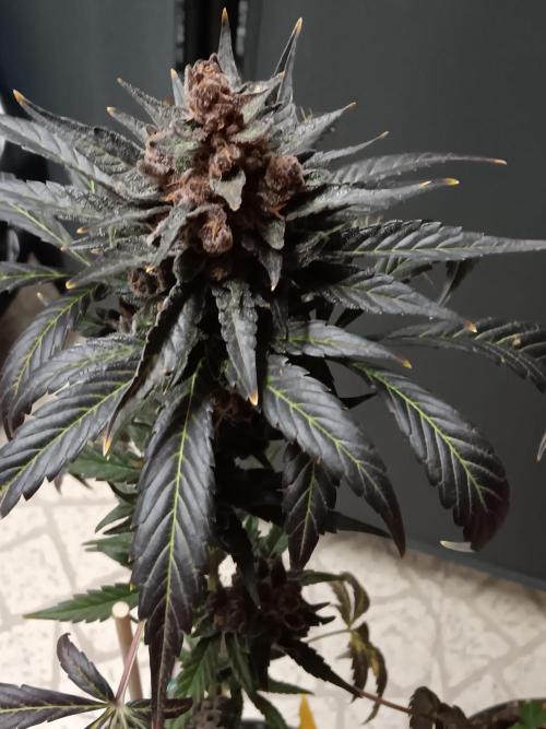 Lanks fastbuds run. Week 11
