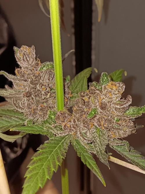 Lanks fastbuds run. Week 11