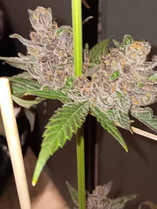 Lanks fastbuds run. Week 11
