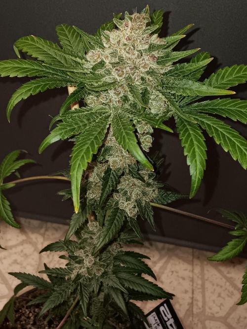 Lanks fastbuds run. Week 11