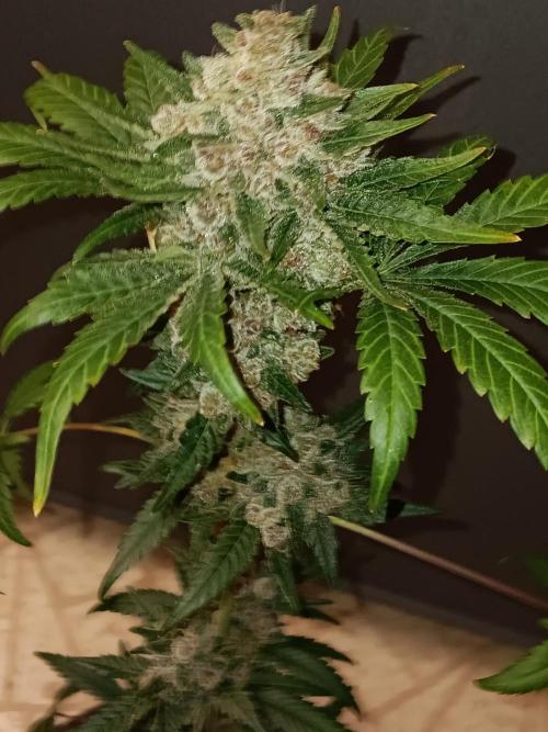 Lanks fastbuds run. Week 11